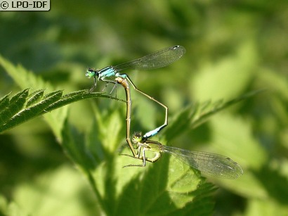 Agrion élégant