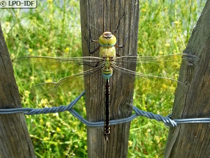 Anax empereur