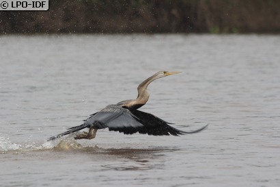 Anhinga roux
