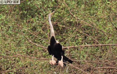 Anhinga roux