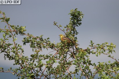 Bruant jaune