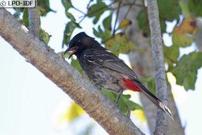 Bulbul à ventre rouge