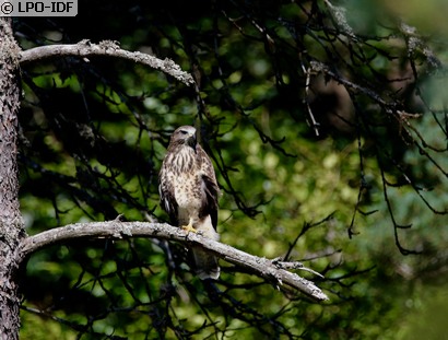 Buse variable