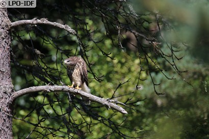 Buse variable