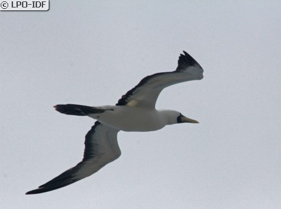 Fou masqué