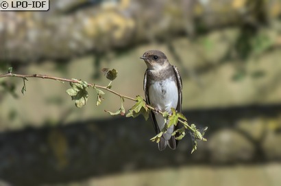 Hirondelle de rivage