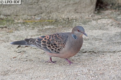 Tourterelle orientale