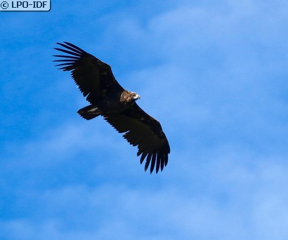 Vautour moine