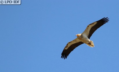 Vautour percnoptère