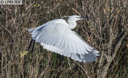 Aigrette garzette
