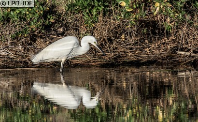Aigrette garzette