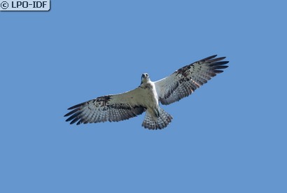 Balbuzard pêcheur