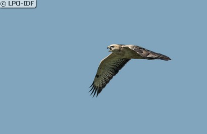 Buse variable