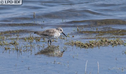 Bécasseau variable