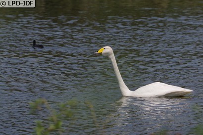Cygne chanteur