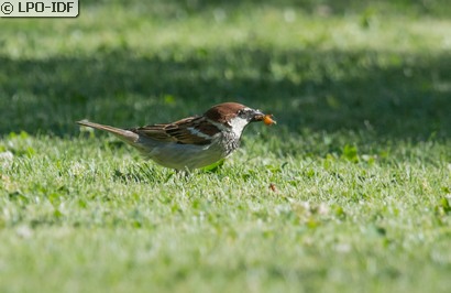 Moineau cisalpin