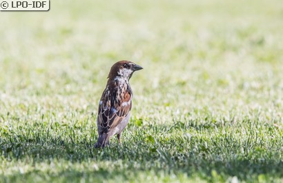 Moineau cisalpin