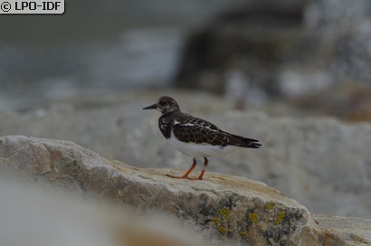 Tournepierre à collier