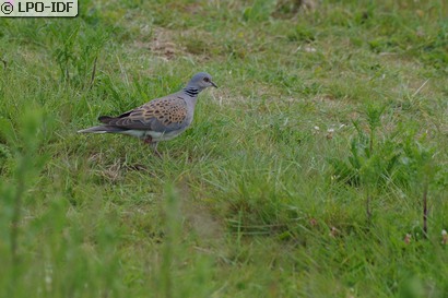 Tourterelle des bois