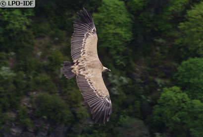 Vautour fauve