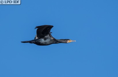 Grand Cormoran