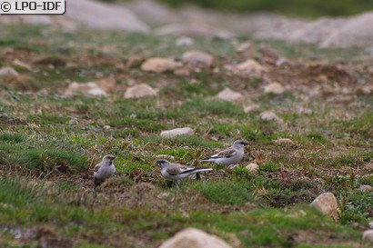 Niverolle alpine