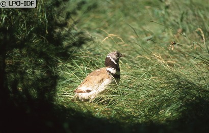 Outarde canepetière
