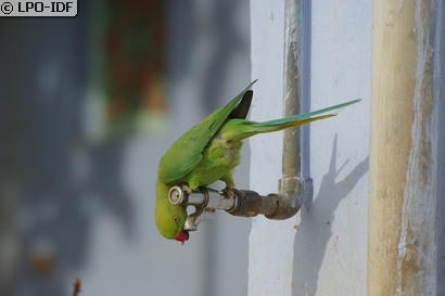 Perruche à collier