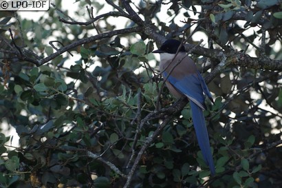 Pie bleue