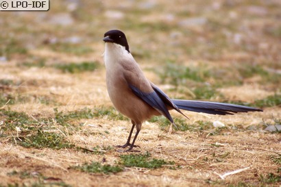 Pie bleue