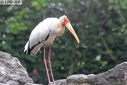 Tantale ibis