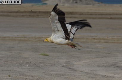 Vautour percnoptère