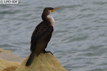 Grand Cormoran