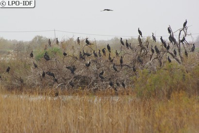 Grand Cormoran