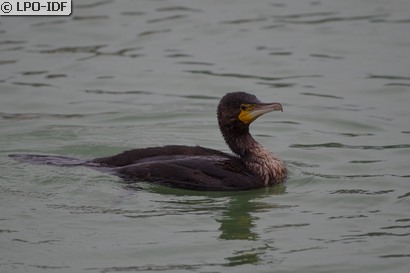 Grand Cormoran