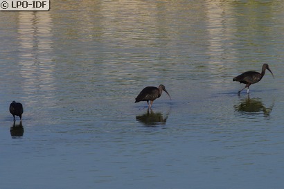 Ibis falcinelle