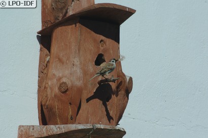 Moineau friquet
