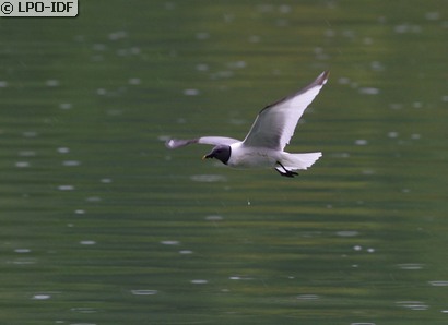 Mouette de Sabine