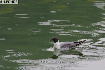 Mouette de Sabine