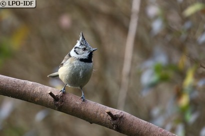 Mésange huppée