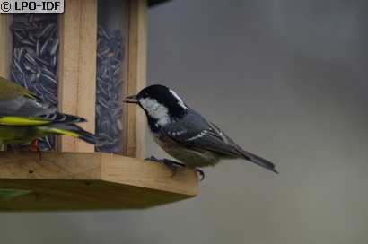 Mésange noire