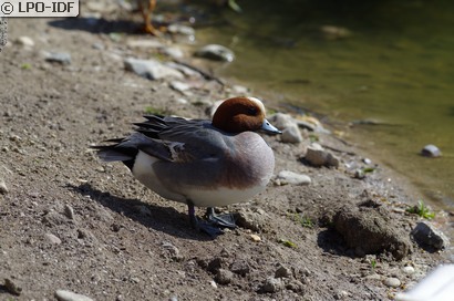 Canard siffleur