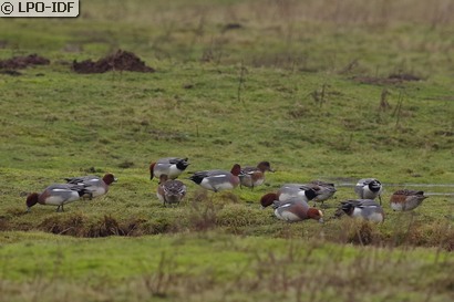 Canard siffleur
