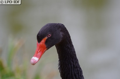 Cygne noir