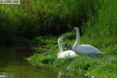 Cygne tuberculé