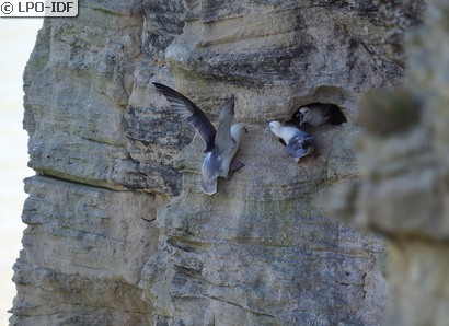 Fulmar boréal