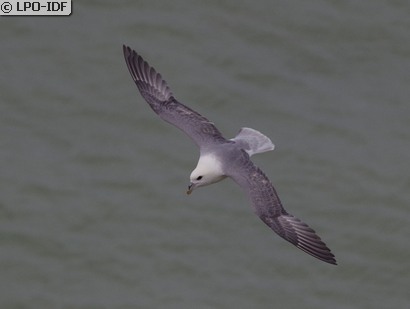 Fulmar boréal