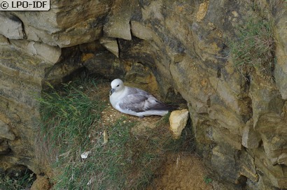 Fulmar boréal