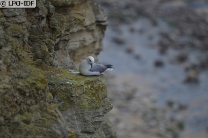 Fulmar boréal