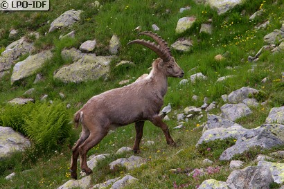 Bouquetin des Alpes